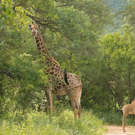 Cape Vulture Conservancy Hoedspruit Εξωτερικό φωτογραφία