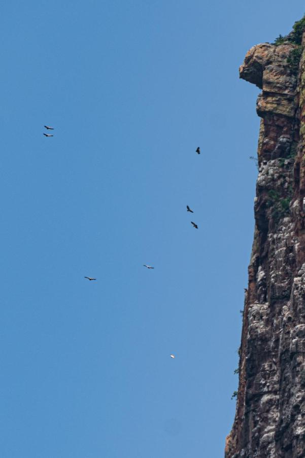Cape Vulture Conservancy Hoedspruit Εξωτερικό φωτογραφία
